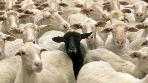 As ovelhas negras do senso comum