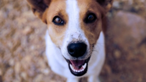 Festa “Amor de Pet” visa incentivar a adoção de animais