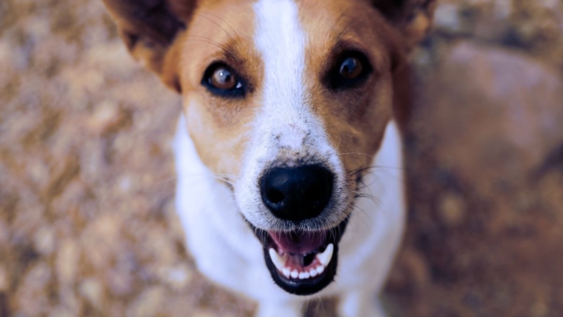 Nature Dog House, espaço para cães e seus donos