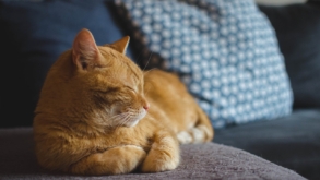 08/08 é Dia do Gato: confira 8 motivos para adotar um gatíneo