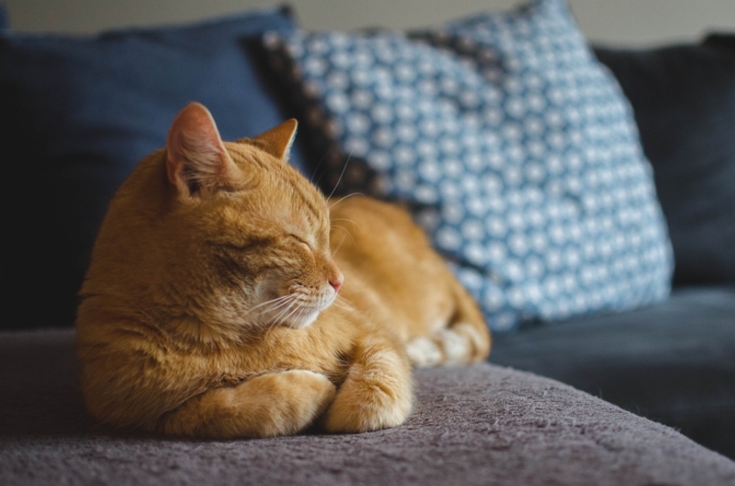 08/08 é Dia do Gato: confira 8 motivos para adotar um gatíneo