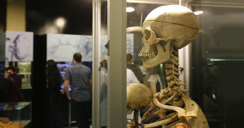 Museu de Anatomia Humana da USP é aberto para visitação
