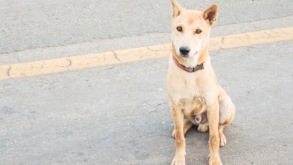 Achem-Me, o app que ajuda a achar lares para cães e gatos de rua