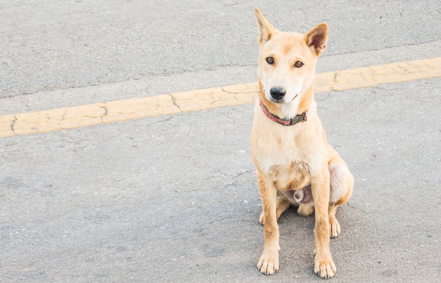 Achem-Me, o app que ajuda a achar lares para cães e gatos de rua