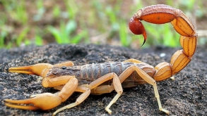 Escorpiões: que cuidados devemos ter com eles nesta época do ano