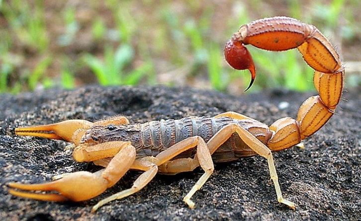 Escorpiões: que cuidados devemos ter com eles nesta época do ano