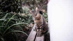 Para comemorar o Dia Mundial do Gato, PETZ oferece curso com expert em felinos