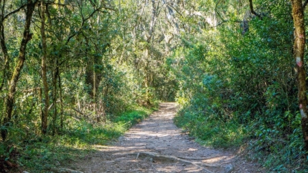 9 trilhas para fazer na cidade de São Paulo e arredores