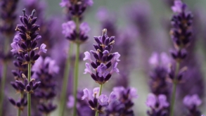 Horta das Flores está ameaçada na Mooca