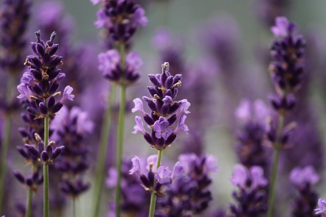 Horta das Flores está ameaçada na Mooca