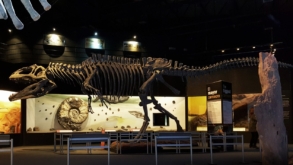 Exposição inédita com esqueletos e fósseis originais de dinossauros vem a São Paulo