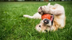 Conheça os centros esportivos paulistanos que possuem cachorródromos