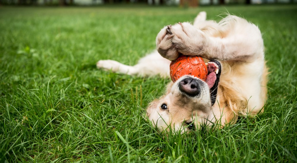 cachorro brincando no gramado - Sobreviva em São