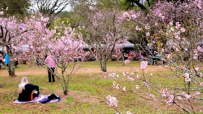 43ª Festa das Cerejeiras já está acontecendo no Parque do Carmo