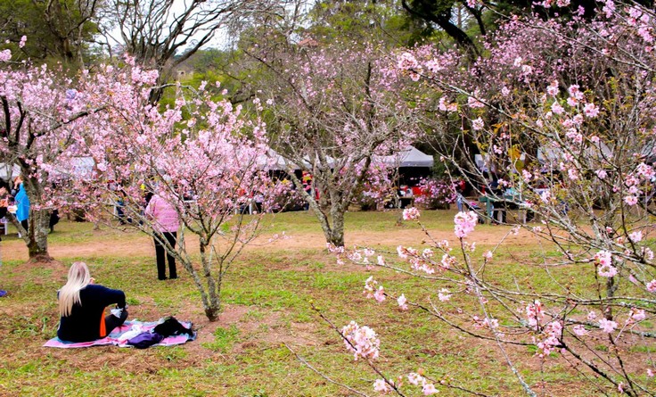 43ª Festa das Cerejeiras já está acontecendo no Parque do Carmo