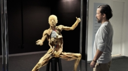 São Paulo recebe exposição internacional ‘Corpo Humano’ até agosto